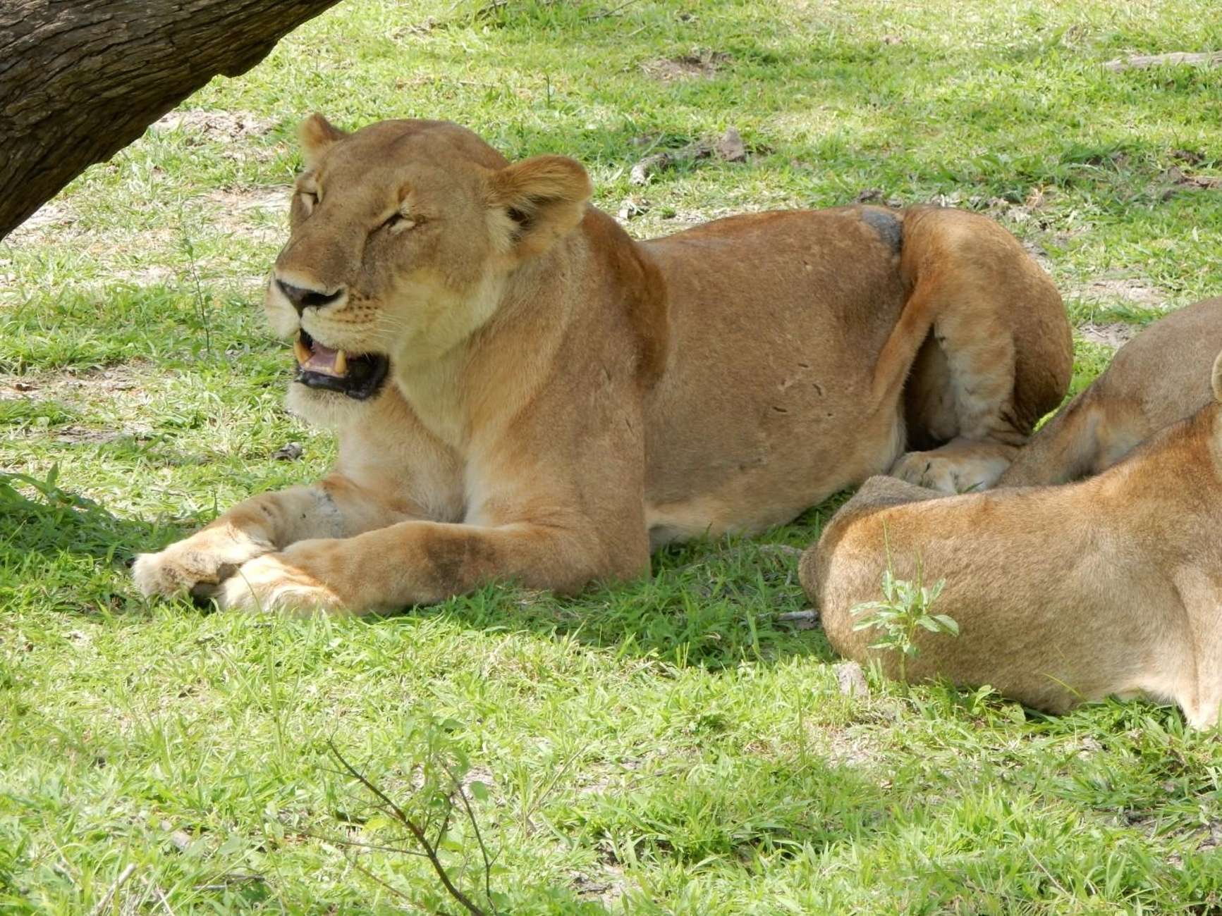Selous Game Reserve Safari